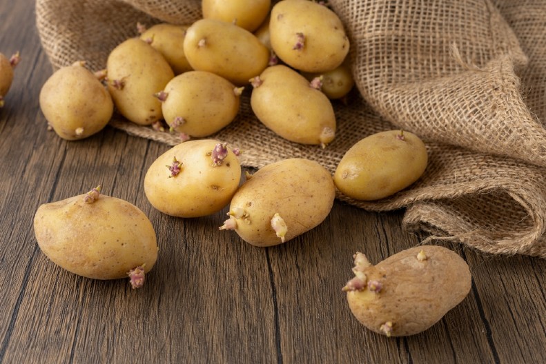 NE JEDITE SMEŽURAN I PROKLIJAO KROMPIR Stručnjaci upozoravaju da može biti opasan za zdravlje