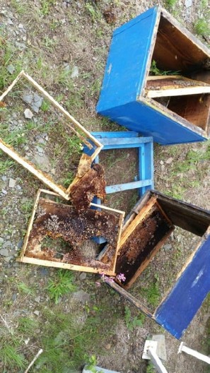 ČOVEKU IZGORELO SKORO 2.000 EVRA! Izgorele košnice sa pčelama u selu Božica - sumnja se na JEDNO!