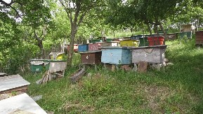 DOBRA VEST ZA PČELARE Raspisan je konkurs za dodelu bespovratnih sredstava