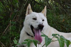 HRVAT DOBIO BATINE U PARKU Posvlađali se oko psa, a onda ga je udario u glavu