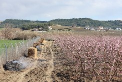 "BABA MARTA" ĆE OBRATI VOĆE  Prolećni mraz preti voćnjacima: Stručnjaci savetuju kako da zaštitite zasade