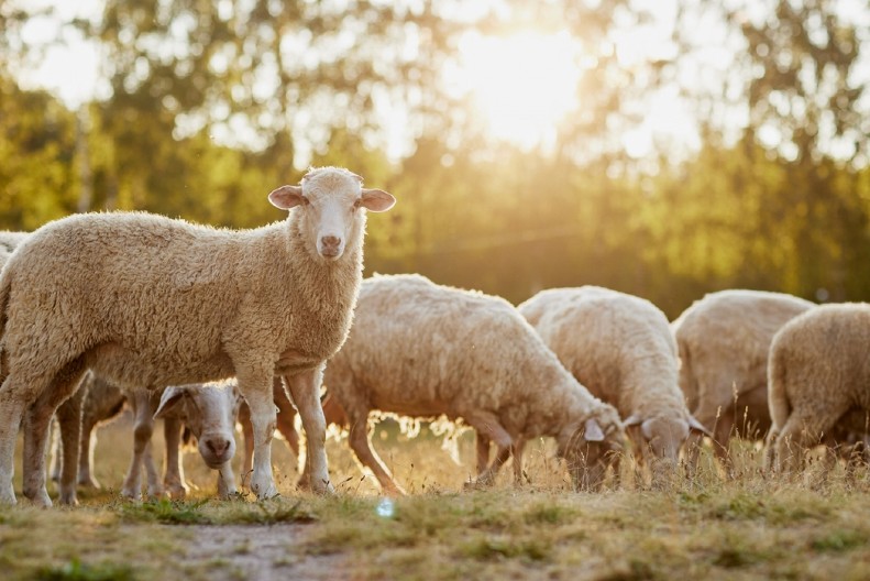 Oglasio se RZS – smanjuje se broj grla stoke u Srbiji