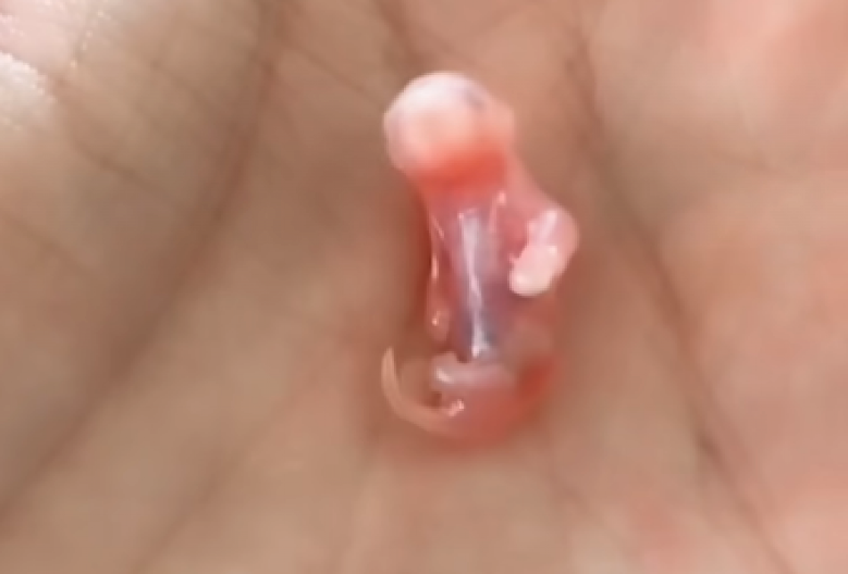 NAŠAO JE OVO STVORENJE NASRED ULICE I PONEO GA KUĆI: Kad je video u šta raste, slošilo mu se od šoka