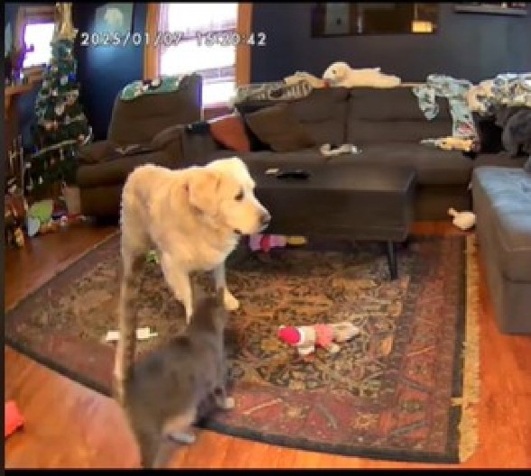 PAS SE PLAŠI DA BUDE SAM U KUĆI Kad vidite kako ga mačka teši, istopićete se od miline!