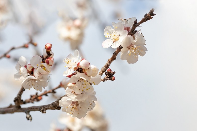 RANO SUNCE PREVARILO, MRAZ NIJE ŠTEDO VOĆE, ALI Kiša koja pada melem je za sve ozime kulture