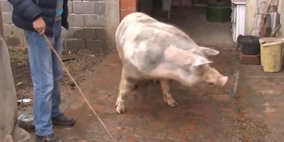 MUŠKARCU PRESADILI JETRU SVINJE! Evo koliko dana je preživeo