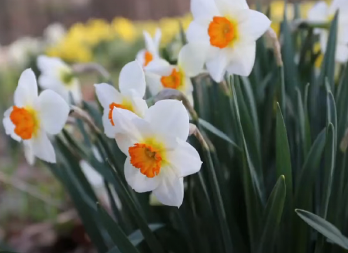MNOGI UNOSE NARCISE U DOM, A NE ZNAJU NJIHOVO ZNAČENJE Evo šta simbolizuje ovaj cvet i kakvu energiju donosi u kuću