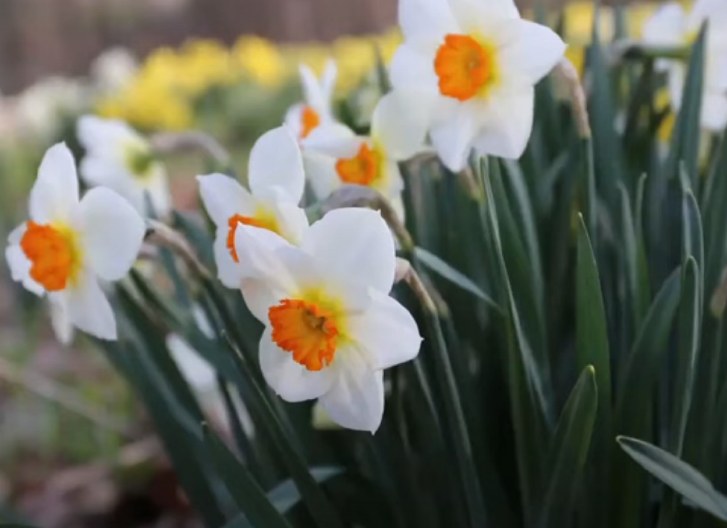 MNOGI UNOSE NARCISE U DOM, A NE ZNAJU NJIHOVO ZNAČENJE Evo šta simbolizuje ovaj cvet i kakvu energiju donosi u kuću