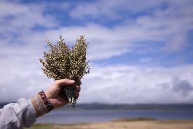 ZA DETOKSIKACIJU I IMUNITET Vasa Pelagić je tvrdio da ove čajeve treba piti u aprilu