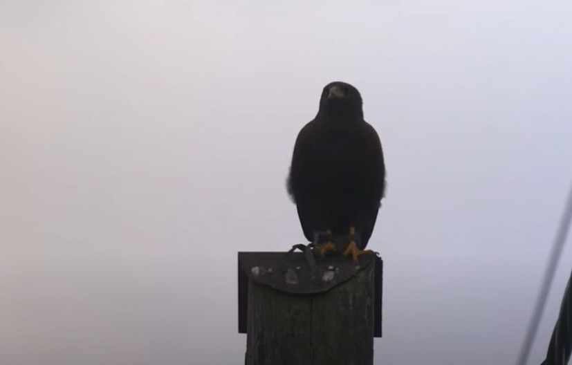 SOKO TERORISAO SELO! Konačno uhvaćen, ali razlog za napade će vas zaprepastiti! (VIDEO)