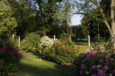 FANTASTIČNA BILJKA KOJA BEZ PROBLEMA USPEVA I U HLADU  Ovaj najprepoznatljiviji vesnik proleća je pravo blago