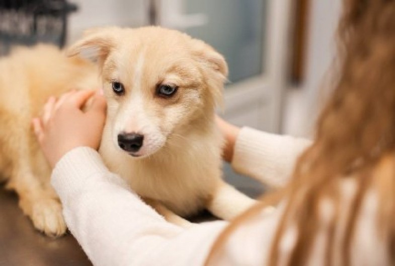 DEVOJČICA (9) PISALA PUTINU DA ŽELI PSA Ispunio joj je želju! (FOTO)