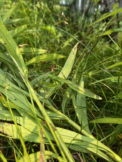 PORUKA OD UNIVERZUMA KOJU TREBA DA ČUJETE Ako vam se ovo stvorenje pojavi u kući – ne ignorišite znak!