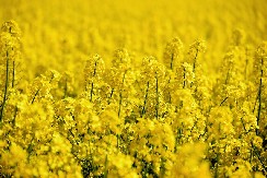 OD OVE KULTURE PROIZVOĐAČIMA STIŽE PRVI NOVAC Povećali zasade za 40 odsto