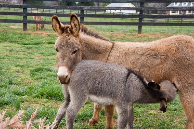 DECI POKLONILI MAGARCA, A ONDA RAZVILI BIZNIS Brusojevići ostavili sve u gradu i napravili ozbiljan posao na selu