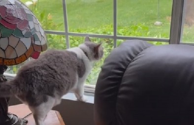 OVA MAČKA JE NOVA INTERNET ZVEZDA Misli da je pas, pogledajte kako se ''svađa'' sa drugom mačkom, totalni hit! (VIDEO)