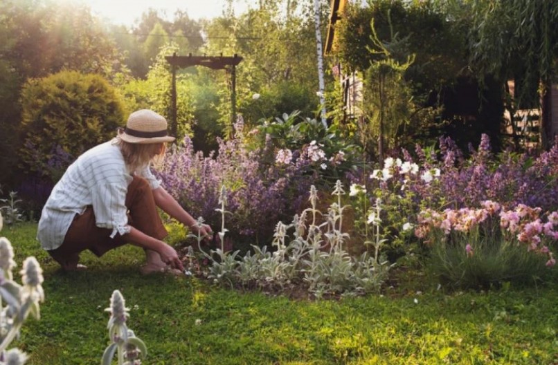 POSADITE OVE 3 BILJKE U DVORIŠTE I NIKADA VIŠE NEĆETE VIDETI KRPELJE Od njihovog mirisa bežaće kao ludi