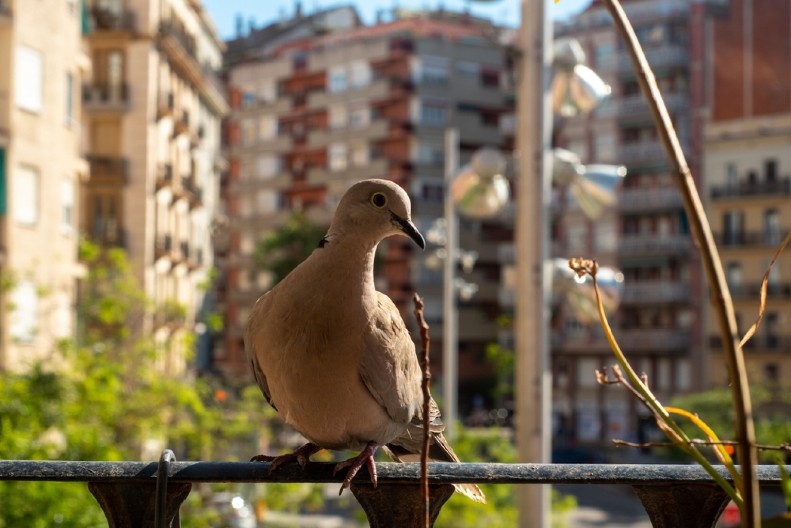 BEŽAĆE GLAVOM BEZ OBZIRA Cveće i boje na terasi koje golubovi ne mogu da smisle