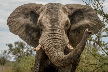 POSLE 30 GODINA U ZOO VRTU SLONICA VRAĆENA U PRAŠUMU Ovo je prva stvar koju je uradila nakon preseljenja