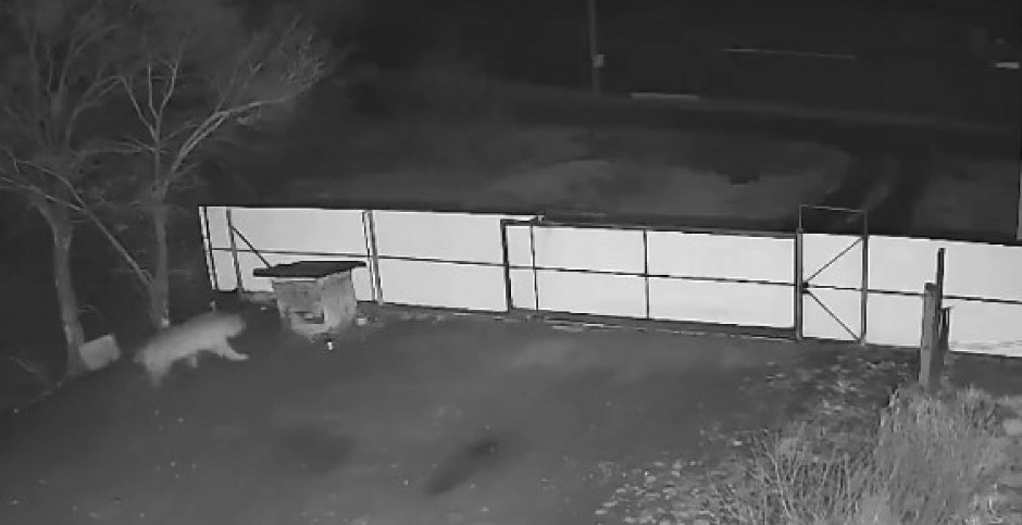 KRVOLOČNA ZVER SE PRIŠUNJALA, PA BRUTALNO NAPALA PSA Usledila dramatična borba za život, užas! (VIDEO)