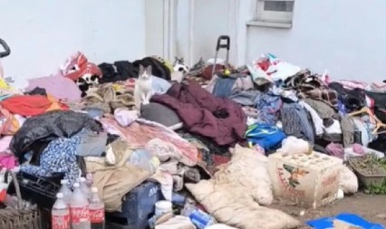 ZEMUNSKI KOMŠILUK NA IVICI LUDILA:  Žena iznela stvari iz stana i uselila 50 mačaka: "Taj smrad ne mogu opisati"