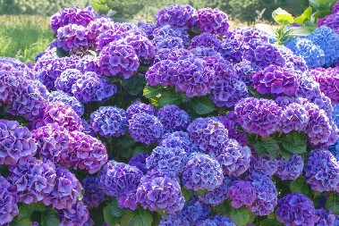 HORTENZIJE PROSTO BUJAJU PORED 1 BILJKE Štiti ih od štetočina, pa bolje napreduju i imaju raskošnije cvetove