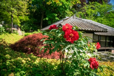 HRAST NE TREBA SEĆI Stari Sloveni su verovali da ove biljke štite kuću od groma i „teraju“ vampire i demone
