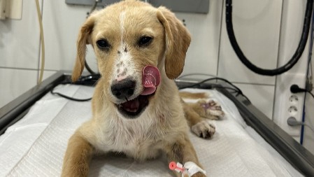 BRUTALNO PRETUČENO ŠTENE, SLOMLJENA MU VILICA Horor u Prijepolju, kakav čovek mora da bude da uradi OVO?