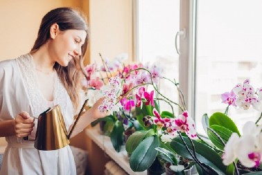 KAKO ORHIDEJU VRATITI U ŽIVOT  Sipajte samo ovu tečnost u saksiju i krenuće novi ciklus bujnih cvetova