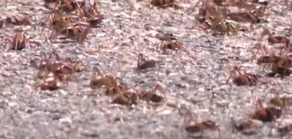 BIBLIJSKI PRIZORI KAO PRED APOKALIPSU Milioni insekata preplavili čitavu državu, jedu sve pred sobom ali i jedni druge! (VIDEO)
