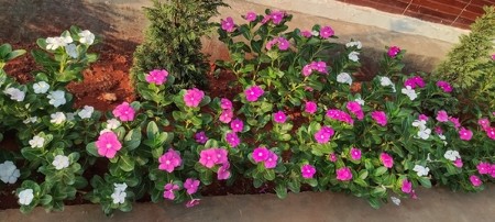 EGZOTIČNA LEPOTICA SA MADAGASKARA  Sada je vreme za sadnju najlepšeg prolećnog cveta