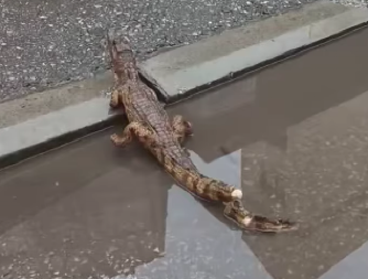 DRAMA SA KROKODILOM U NIŠU JE ZAVRŠENA Saznajte gde je završio i šta čeka misterioznog gmizavca