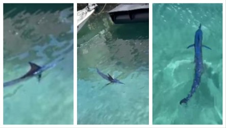 U HRVATSKOM MORU SNIMLJEN OGROMAN PREDATOR "Kruži blizu pristaništa i čamaca (VIDEO)