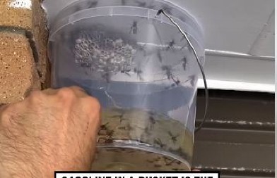 Opasne su kad brane svoje: Ovih 8 stvari nehotice privlači ose u vaše dvorište – a njihov ubod može biti i smrtonosan