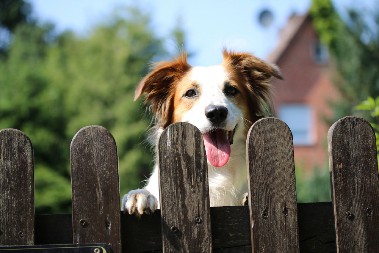 KAKAV POKLON  Vlasnik radoznalog psa došao na genijalnu ideju - evo šta je uradio
