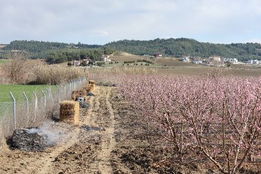 OVU VOĆKU NAZIVAJU KRALJICOM ZARADE Već u prvoj godini donosi i do 80 000 evra, a drugoj duplo