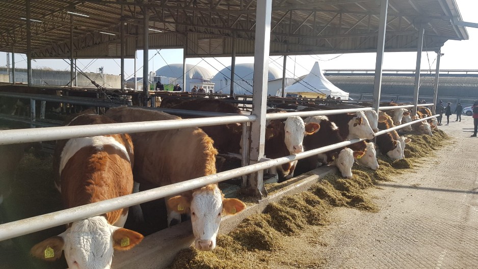 Nestali milioni dolara i stoka – neviđeni skandal potresao Urugvaj