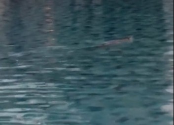 PREGLEDAJU SE SNIMCI SA BAZENA U NIŠU Dvojica dečaka prevezena u Urgentni, obavešteno tužilaštvo