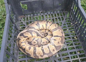 ALEKSANDAR STAVIO PITONA U DŽAK I DONEO GA KUĆI Ovim potezom mu je spasio život, znao je da je u opasnosti! Potraga za vlasnikom