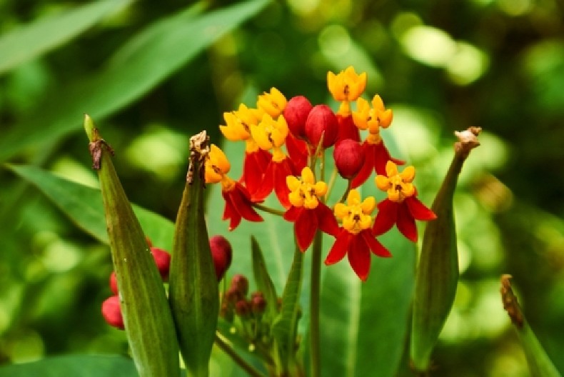 STARI BAŠTOVANI OBOŽAVAJU OVU BILJKU  Gvozdeni leptir se lako neguje, uspeva u punoj senci, ali jedno treba izbegavati
