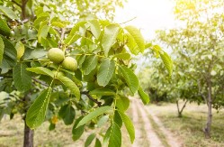 MANASTIRSKI RECEPT ZA LIKER OD ORAHA Čašica ujutro rešava problem sa stomakom, štitnom žlezdom i jača krv