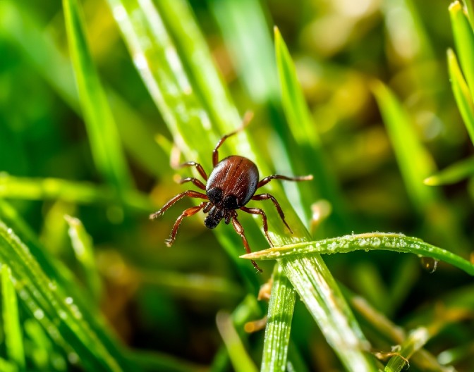 REAGUJTE HITNO Ovom namirnicom iz kuhinje uklonite krpelja za sekund