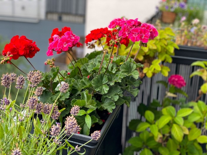 EVO KAKO DA OŽIVITE MUŠKATLE, AKO SU SKAPALE OD VUĆINE Iskusni baštovani samo ovim zalivaju "ivice saksija", nikako listove i cvetove