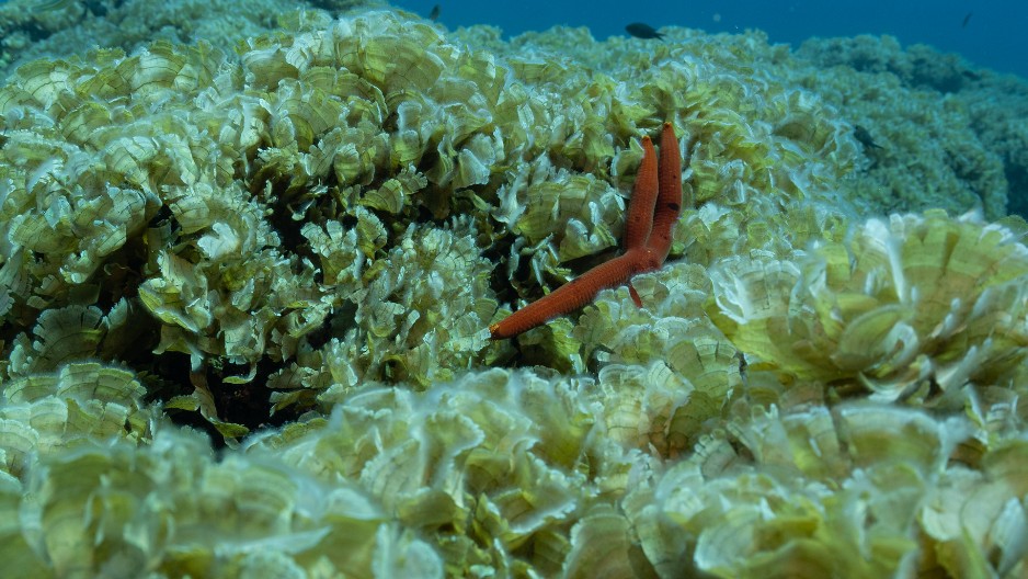 SITUACIJA NA JADRANU KATASTROFALNA Preti biološki kolaps, izdato hitno upozorenje (FOTO)