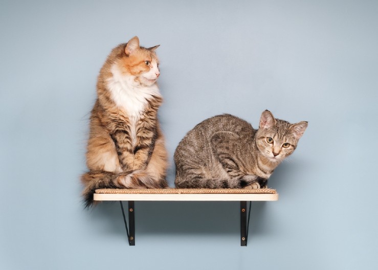 KAKO MAČKE MEĐUSOBNO KOMUNICIRAJU? Ovo sigurno niste znali - iznenadićete se