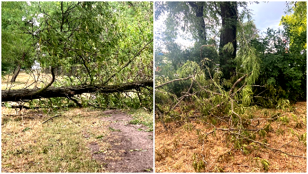 SLIKE HORORA IZ PANČEVA Stabla počupana, olujni udari izazvali totalni haos! (FOTO)