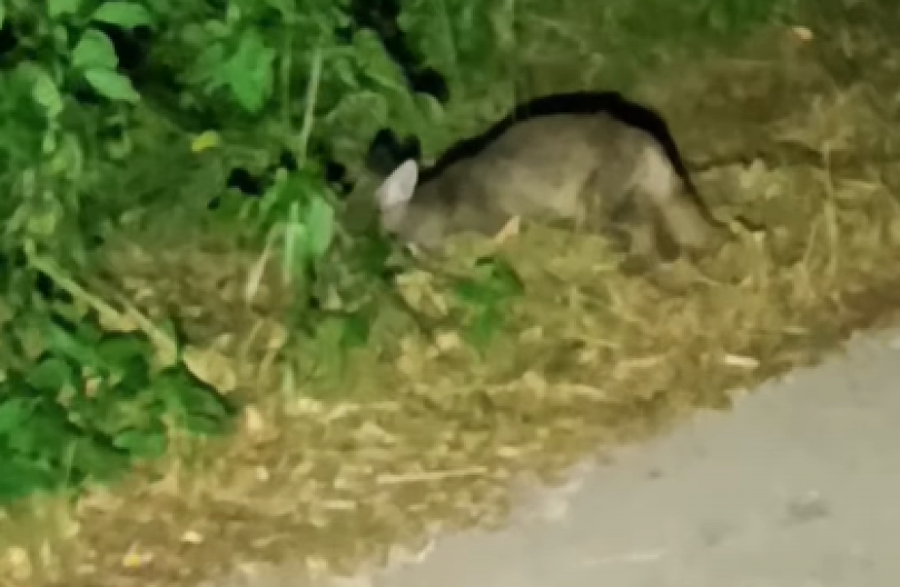 NEOBIČNO STVORENJE VIĐENO U VLAŠKOM POLJU Snimak sve zabeležio - šta je ovo uopšte? (VIDEO)