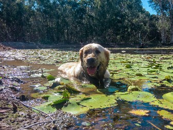 KAKO ON VOLI DA SE VALJA U BLATU Umaže se do neprepoznatljivosti, a vlasnica se hvata za glavu