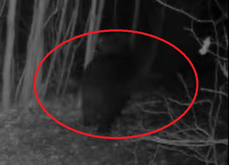 ČOVEK SE VRAĆAO SA ŽENOM IZ KAPELE SVETE PETKE I TADA GA JE NAPALA STRAŠNA ZVER! Borio se za život, ujela ga je dva puta za prepone!