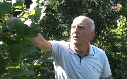 Zoran je na nagovor kuma zasadio drvo, sada je veliki izvozač: Bolje od malina jer je manje posla (VIDEO)